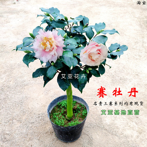 艾亚基地直营品种茶花精选三赛