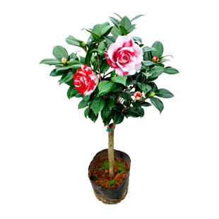 吉普赛女郎茶花盆栽树苗福建名贵稀有品种室内绿植阳台花卉苗精选