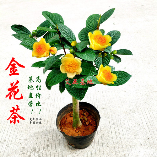 金花茶盆栽名贵金黄色花可泡茶