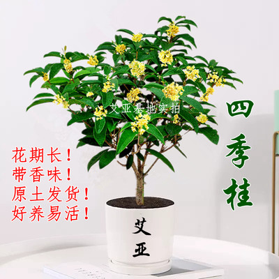 桂花树苗带花室内盆栽花卉四季阳台绿植庭院植物好养浓香型花特惠