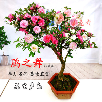 鹃之舞日本皋月杜鹃花盆栽苗稀有品种阳台名贵花卉庭院较耐热好养