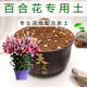 百合花专用土通用型营养土弱酸性草本盆栽花卉培植土易生根不板结