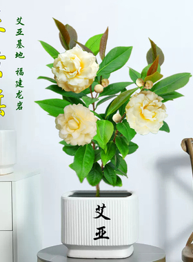 正黄旗茶花盆栽名贵品种金黄色山茶花树室内绿植阳台庭院花卉精选