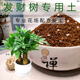 发财树专用土大型绿植通用型营养土弱酸性家庭花卉盆栽天然培植土