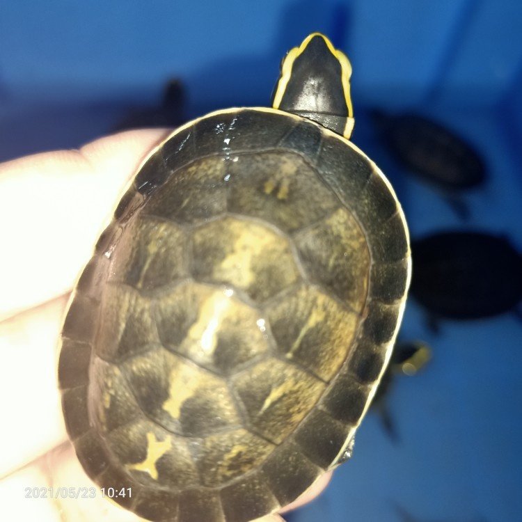 选育精品安布人工繁育闭壳龟苗马来闭壳龟线纹安布闭壳龟优选优育