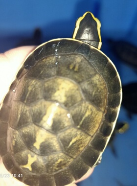 选育精品安布人工繁育闭壳龟苗马来闭壳龟线纹安布闭壳龟优选优育