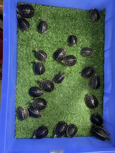 2025年线安头苗马来闭壳龟苗金黄粗头线粗背线带颈纹橙红肉色安布