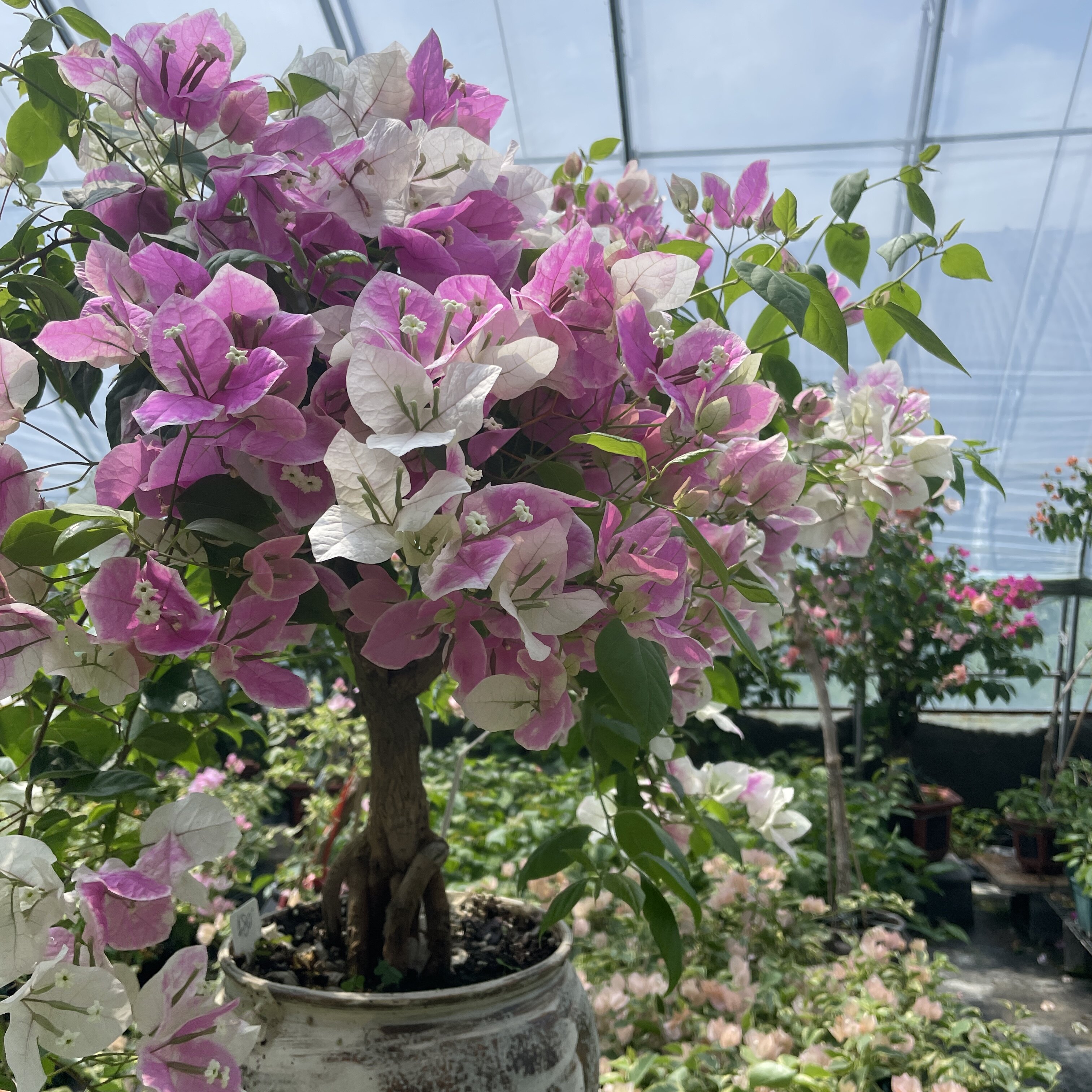禅艺绿植三角梅勤花粉白花系