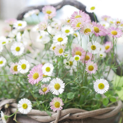 墨西哥飞蓬花园地被夏季好养野花