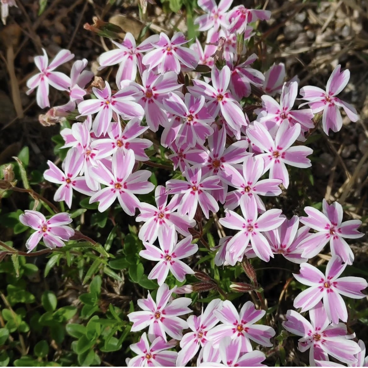 芝樱庭院春季小花清新地被植物