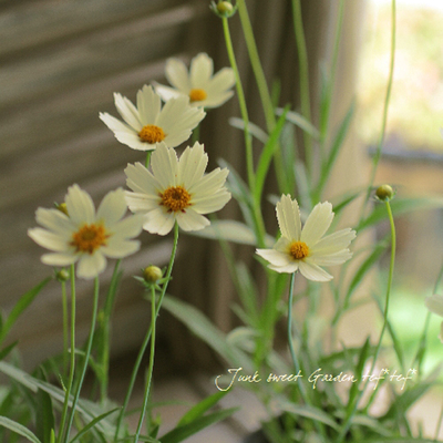 抗病易养庭院草花夏季