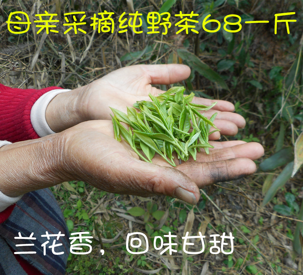 黄山毛峰2020新茶野茶绿茶正宗春季农家手工野生浓香茶叶散装500g