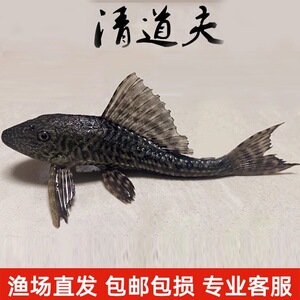 清道夫鱼吃粪便清洁工鱼场直销