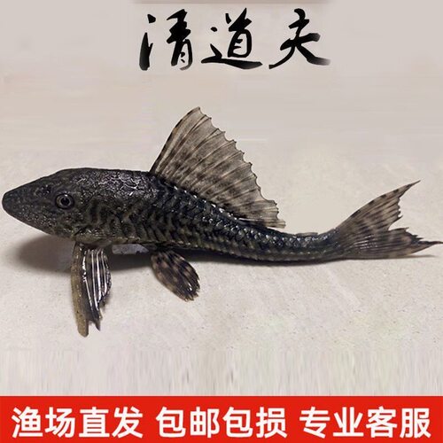清道夫鱼吃粪便清洁工鱼场直销