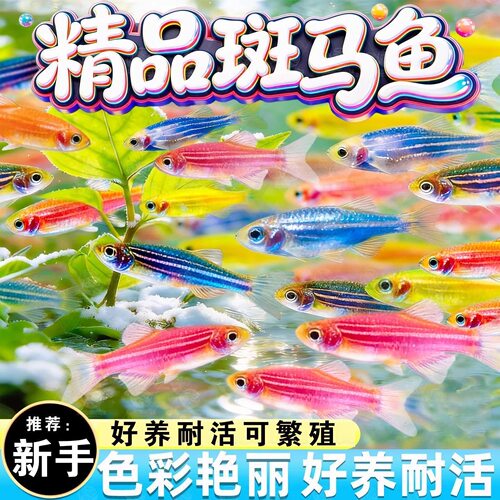 多色斑马鱼免打氧好养耐活孔雀鱼