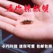 迷你辣椒蟹水族爬宠微景观淡水观赏蟹可深水鱼缸除藻清洁工易养活