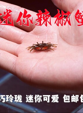 迷你辣椒蟹水族爬宠微景观淡水观赏蟹可深水鱼缸除藻清洁工易养活