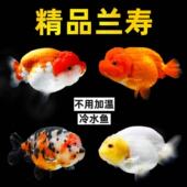 精品兰寿金鱼冷水淡水鱼成鱼观赏鱼泰狮不用加温鱼缸新手易养活