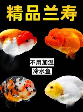 精品兰寿金鱼冷水淡水鱼成鱼观赏鱼泰狮不用加温鱼缸新手易养活