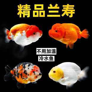 精品兰寿金鱼冷水淡水鱼成鱼观赏鱼泰狮不用加温鱼缸新手易养活