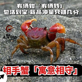 相守蟹招财小螃蟹淡水蟹观赏蟹桌面宠物螃蟹发财蟹好养迷你相手蟹