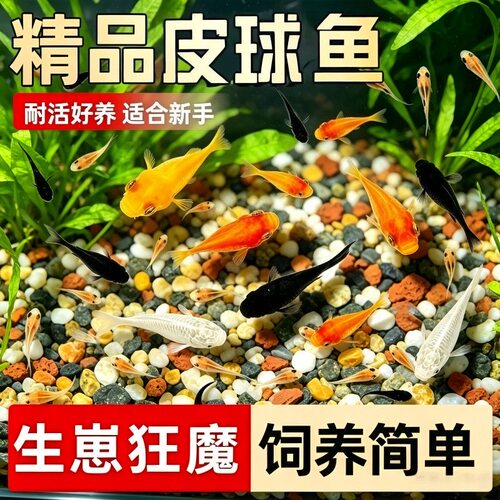 玛丽球鱼耐活好养胎生活体观赏