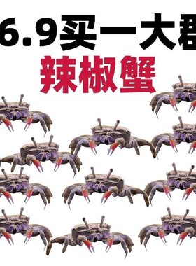 辣椒蟹观赏蟹冷水宠物清洁工具