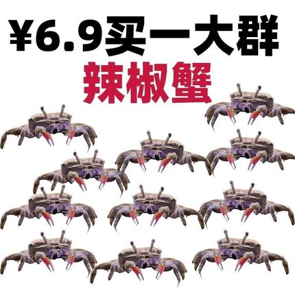 辣椒蟹观赏蟹冷水宠物螃蟹淡水鱼缸除藻吃粪便清洁工具深水小螃蟹