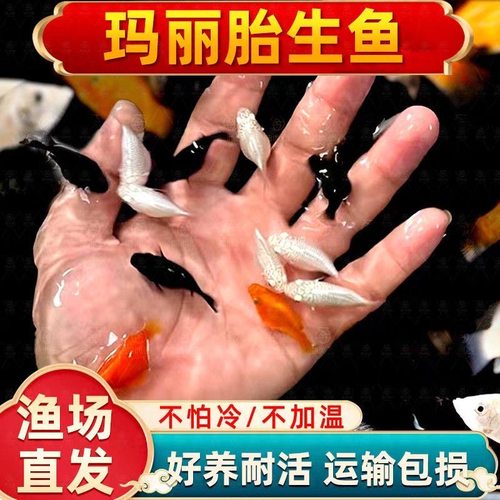 玛丽球胎生鱼淡水鱼小型观赏鱼