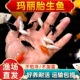 玛丽球胎生鱼淡水鱼小型观赏鱼鱼缸水族清洁繁殖鱼好养活冷水小鱼