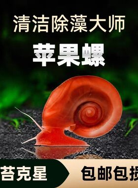 苹果螺活体除藻清苔兼龟粮