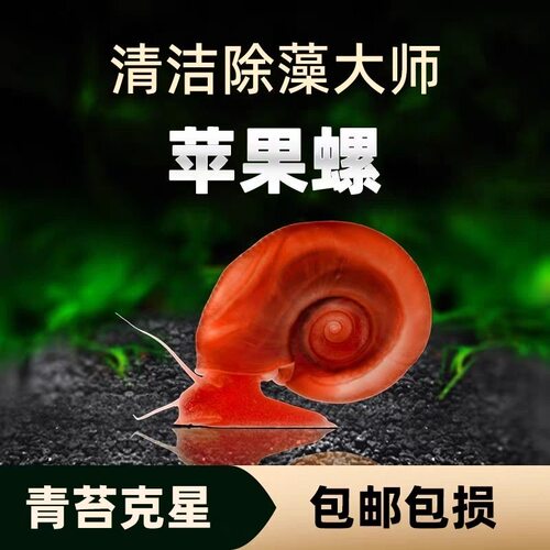 苹果螺活体除藻清苔兼龟粮