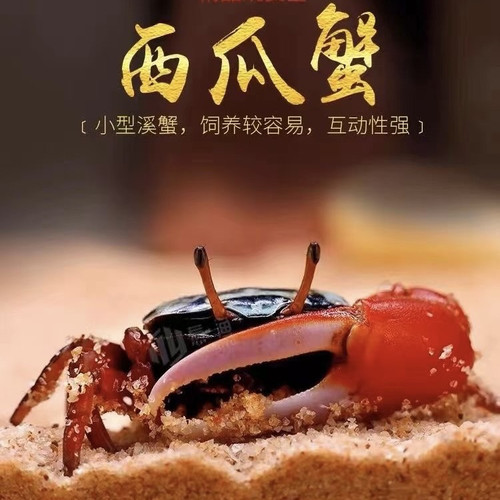 西瓜蟹淡水盐水皮实耐活宠物螃蟹
