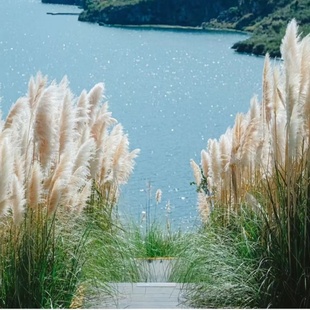 金叶苔草矮蒲苇墨西哥羽毛草盆栽多年生庭院花镜造景耐寒耐热埃弗