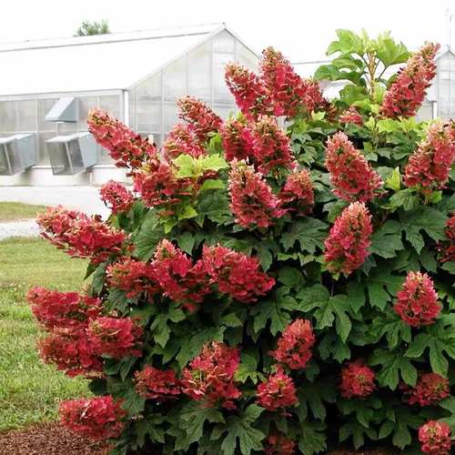 栎叶绣球和声红宝石拖鞋庭院绿植