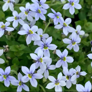 欧石竹初吻新西兰半边莲芝樱紫苑小兔子肾蕨盆栽四季常青蕨类波士