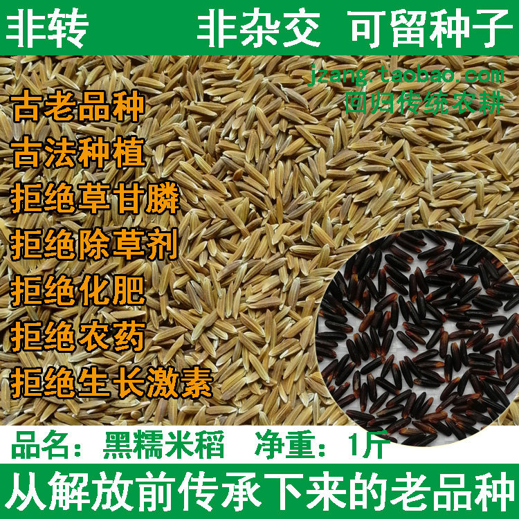 黑糯米稻 古老品种 水稻谷子 非转 非杂交 可留种传统常规稻