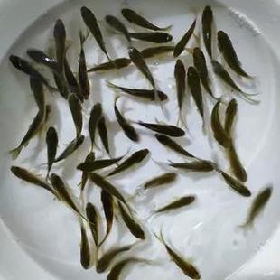 饲料鱼冷水鱼草金鱼锦鲫鱼未变色红草鱼青草鱼活体鱼苗淡水活鱼苗