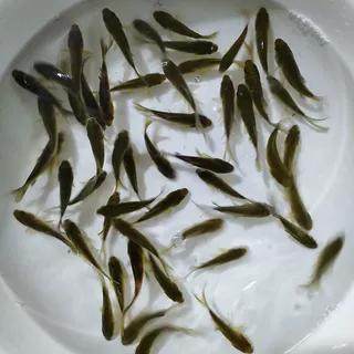饲料鱼冷水鱼草金鱼锦鲫鱼未变色红草鱼青草鱼活体鱼苗淡水活鱼苗