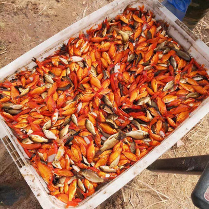 草金鱼小金鱼饲料鱼摆摊垂钓红草金鱼活鱼小鱼活观赏鱼观赏鱼淡水