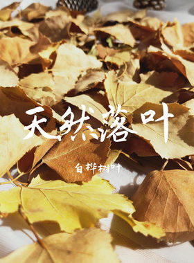 [真]天然白桦树落叶 秋天黄色树叶 叶子 diy手工拍摄道具干树叶