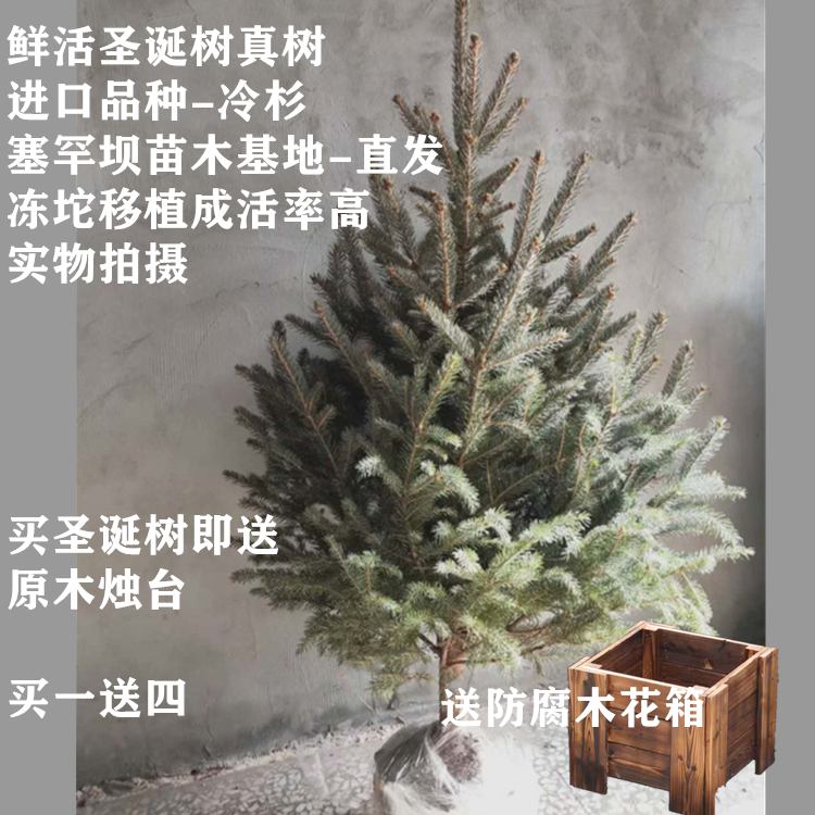 天然鲜活圣诞树真树带根盆栽 圣诞节礼物礼品庭院酒店商场圣诞树