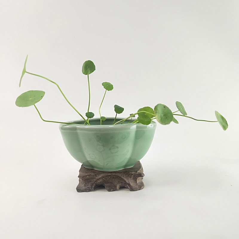 花盆青瓷家居摆件阳台水仙花花盘图片