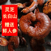 灵芝长白山林芝紫灵芝整支泡酒泡水屹珍林灵芝