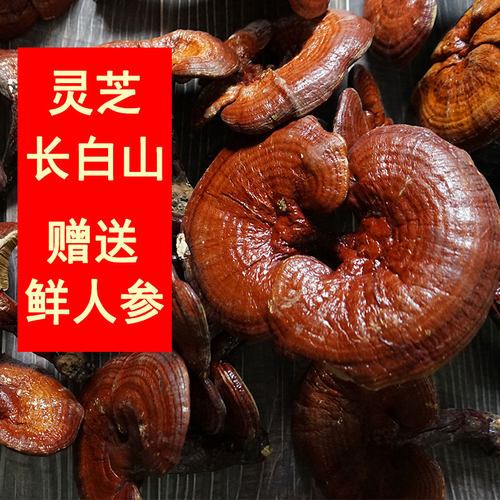 屹珍林长白山灵芝整支灵芝