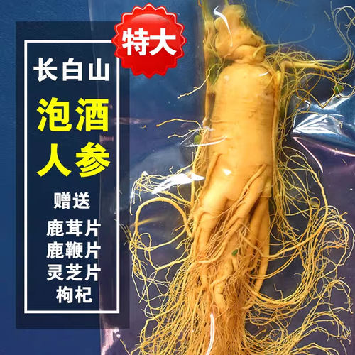 长白山人参泡酒专用特大鲜人参