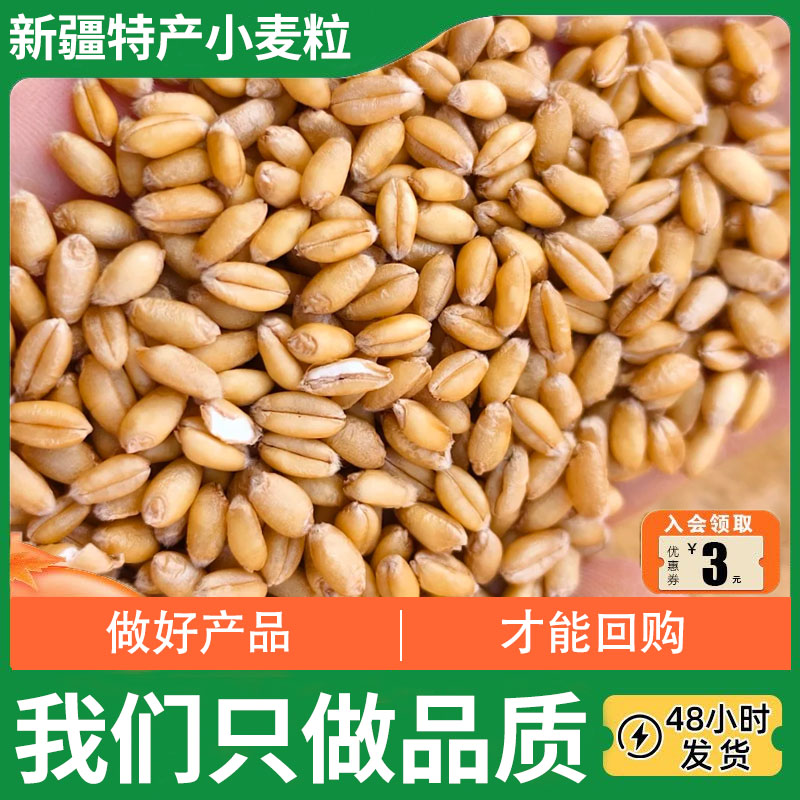 新疆特产麦子粒麦芽小麦