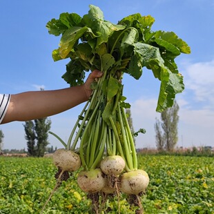 恰玛古新疆柯坪县新鲜蔬菜恰玛古强碱性食品调节酸碱平衡5斤包邮
