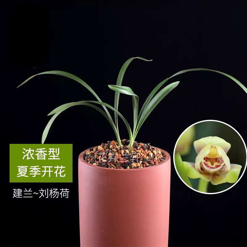 建兰四季兰 浏阳荷 兰花盆栽现带花苞老种名贵兰花苗