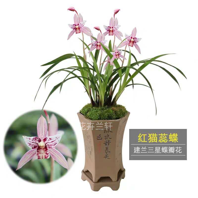 兰花矮种红猫蕊蝶名贵红三娘建兰四季兰花苗带花苞